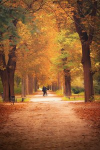Die Bernsteinfarbene Einsamkeit: Eine Herbstliche Reflexion — Amélie Petit