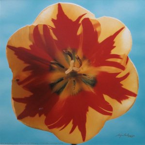 Fireside Cottage Tulip — Karsh Of Ottawa