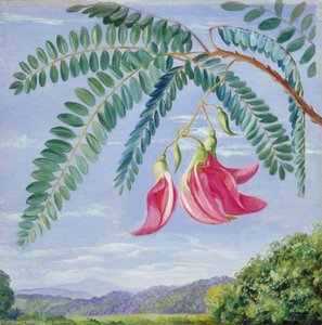 Foliage And Flowers Of A Tree Commonly Cultivated In Warm Countries — Marianne North