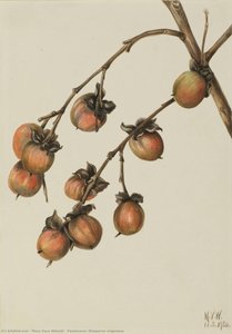 Persimmon (diospyros Virginiana) — Mary Vaux Walcott